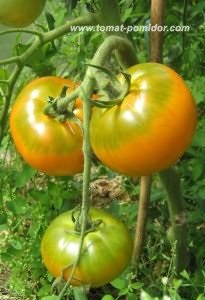 Tomate pentru un teren deschis în Urali