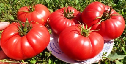 Tomate - o descriere zmeura gigant și caracterizarea soiurilor