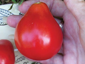 Tomate „trufă roșu“ de la „Gardens siberiene“ comentarii, fotografii, descriere