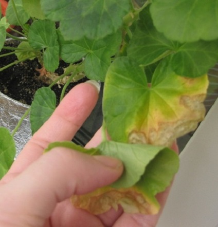În frunze de geranium rândul său, galben, de ce și ce să facă video (galben) În frunze de geranium rândul său, galben, de ce și ce să facă film