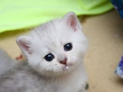 Noi viermi pisoi - ce să facă (pisoi) Noi viermi kitten - ce să facă