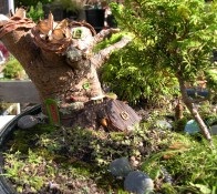 Decoreaza buturugi - face o casa pentru zane în țară cu propriile lor mâini (cioturi decora o casa pentru zane cu mâinile) Decoreaza buturugi - face o casa pentru zane în țară cu propriile mâini