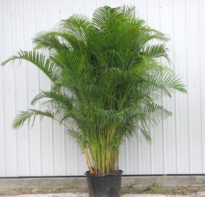 Decorarea unui palmier grădină de flori acasă Areca (acasă de palmier) Decorarea o floare acasă grădină palmier Areca