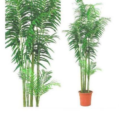 Decorarea un palmier floare acasă grădină Areca (Areca) Decorarea o floare acasă grădină palmier Areca