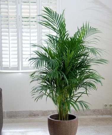 Decorarea unui palmier grădină de flori acasă Areca (palmier) Decorarea o floare acasă grădină palmier Areca