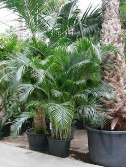 Decorarea unui palmier grădină de flori acasă Areca (acasă de palmier) Decorarea o floare acasă grădină palmier Areca