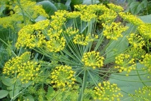 Dill utilizarea faciala, eficacitatea, remedii rețete populare (fenicul) Mararul utilizare faciala, eficacitatea, remedii rețete populare
