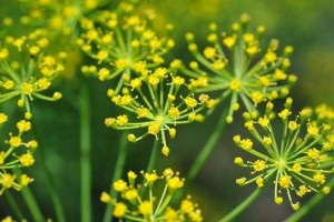 aplicare facial Dill (mărar) Dill utilizare facială