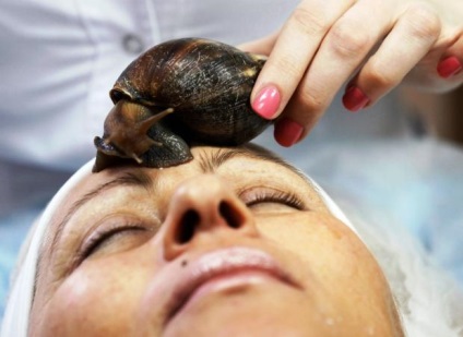 Melc Achatina în comentarii cosmetologie (modul de utilizare) (Achatina) Melc Achatina în comentarii cosmetologie (modul de utilizare)