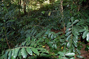 Îngrijirea, reproducție și transplantarea Zamioculcas la domiciliu (Zamioculcas) Îngrijirea, reproducție și transplantarea Zamioculcas la domiciliu