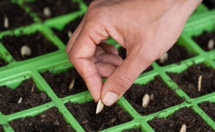 Grija pentru dovleac în teren deschis udare, fertilizare, îngrășăminte (deschis) Grija pentru dovleac în teren deschis udare, fertilizare, îngrășăminte