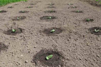 Grija pentru dovleac în teren deschis udare, fertilizare, îngrășăminte (deschis) Grija pentru dovleac în teren deschis udare, fertilizare, îngrășăminte
