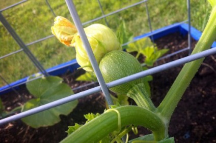 Grija pentru dovleac în teren deschis udare, fertilizare, îngrășăminte (de îngrijire) Grija pentru dovleac în teren deschis udare, fertilizare, îngrășăminte