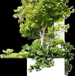 Îngrijire de sere de flori (dezvoltarea lăstarilor laterali) Îngrijire de sere de flori