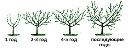 Aflați totul despre îngrijirea adecvată și dud de plantare