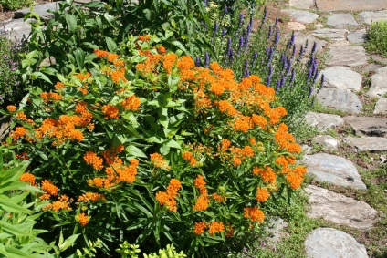 Milkweed - plantare și îngrijire, fotografie, o grădină de plante (de îngrijire) Milkweed - plantare și îngrijire, fotografie, o grădină de plante