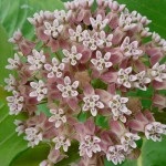 Milkweed - plantare și îngrijire, fotografie, de plantare gradina (plantare) Milkweed - plantare și îngrijire, fotografie, o grădină de plante