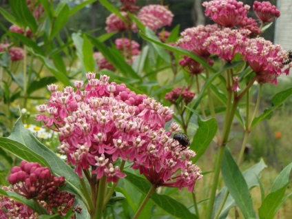 Milkweed - plantare și îngrijire, fotografie, o grădină de plante (de îngrijire) Milkweed - plantare și îngrijire, fotografie, o grădină de plante