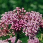 Milkweed - plantare și îngrijire, fotografie, de plantare gradina (plantare) Milkweed - plantare și îngrijire, fotografie, o grădină de plante