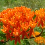 Milkweed - plantare și îngrijire, fotografie, o grădină de plante (milkweed) Milkweed - plantare și îngrijire, fotografie, o grădină de plante