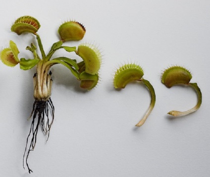 Venus Flytrap fotografie, elementele de bază de îngrijire și cultivare a camerei (foto) Venus Flytrap fotografie, elementele de bază de îngrijire și cultivare în cameră