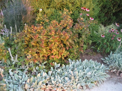 Foto loosestrife specii și varietăți (monetchaty, Landysheva etc. (clasele) Foto specii și varietăți loosestrife (monetchaty, Landysheva etc.