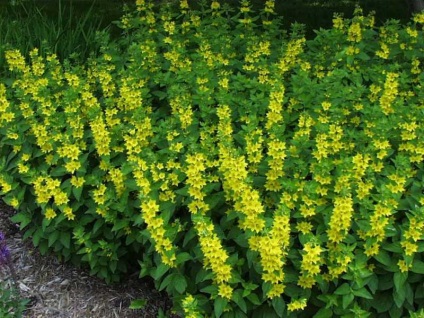 Foto loosestrife specii și varietăți (monetchaty, Landysheva, etc. (fotografii) Foto specii și varietăți loosestrife (monetchaty, Landysheva etc.