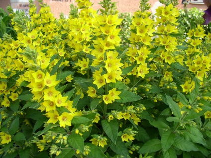 Foto specii și varietăți loosestrife (monetchaty, Landysheva etc (loosestrife monetchaty foto) Foto specii și varietăți loosestrife (monetchaty, Landysheva etc.