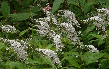 Foto loosestrife specii și varietăți (monetchaty, Landysheva etc (loosestrife) Foto specii și varietăți loosestrife (monetchaty, Landysheva etc.
