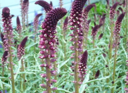 Foto loosestrife specii și varietăți (monetchaty, Landysheva și alte tipuri (de) Foto specii și varietăți loosestrife (monetchaty, Landysheva etc.
