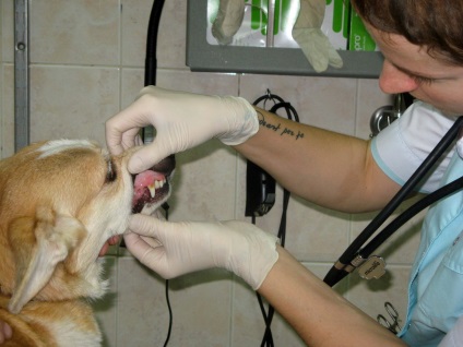 Stomatologie veterinară în „avers“ Clinica, București (veterinar) Stomatologie veterinară în „avers“ Clinica, București