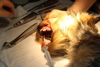 Stomatologie veterinară în „avers“ Clinic, București (avers) Stomatologie veterinară în „avers“ Clinica, București