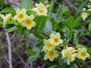 plantarea Weigel și îngrijirea în creșterea culturilor în câmp deschis (Weigela) plantare Weigel și de îngrijire a culturilor în câmp deschis de reproducție