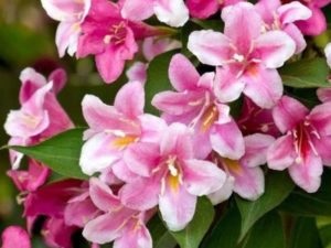 plantarea Weigel și îngrijirea în creșterea culturilor în câmp deschis (îngrijire) plantare Weigel și de îngrijire a culturilor în câmp deschis de reproducție