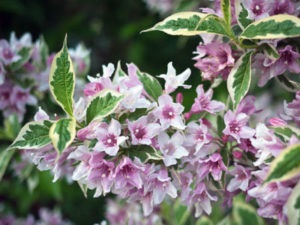 plantarea Weigel și îngrijirea în creșterea culturilor în câmp deschis (plantare) plantare Weigel și de îngrijire a culturilor în câmp deschis de reproducție