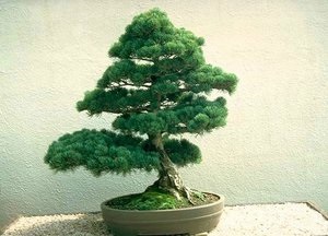 Alegerea flori pentru un cadou, nume de culori și imagini de flori (nume) Alegerea flori pentru un cadou, nume de culori și imagini de buchete