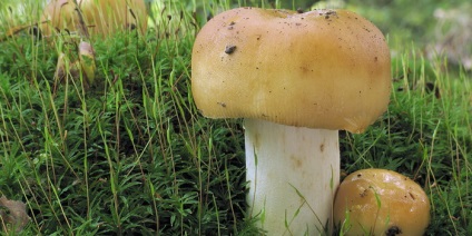 Specii de ciuperci comestibile descriere Russula și o fotografie arata ca speciile din genul (Russula) Specii de ciuperci comestibile descriere Russula și fotografii ca acestea arata un fel de specii