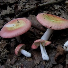Specii de ciuperci comestibile descriere Russula și o fotografie arata ca speciile din genul (descriere) Specii de ciuperci comestibile descriere Russula și fotografii ca acestea arata un fel de specii
