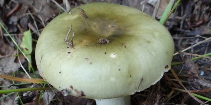 Specii de ciuperci comestibile descriere Russula și o fotografie arata ca speciile din genul (Russula) Specii de ciuperci comestibile descriere Russula și fotografii ca acestea arata un fel de specii