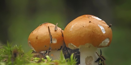 Specii de ciuperci comestibile descriere Russula și fotografii ca arata un fel de specii (tipuri) Specii de ciuperci comestibile descriere Russula și fotografii ca acestea arata un fel de specii