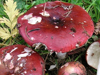 Specii de ciuperci comestibile descriere Russula și o fotografie arata ca speciile din genul (descriere) Specii de ciuperci comestibile descriere Russula și fotografii ca acestea arata un fel de specii