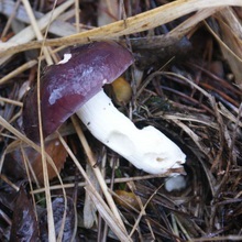 Specii de ciuperci comestibile descriere Russula și o fotografie arata ca speciile din genul (Russula) Specii de ciuperci comestibile descriere Russula și fotografii ca acestea arata un fel de specii
