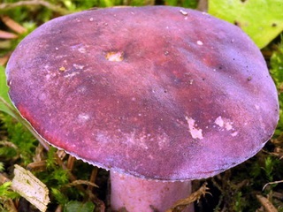 Specii de ciuperci comestibile descriere Russula și fotografii ca arata un fel de specii (ciuperci) Specii de ciuperci comestibile descriere Russula și fotografii ca acestea arata un fel de specii