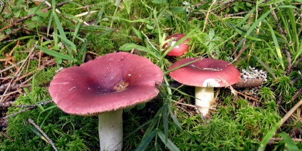 Specii de ciuperci comestibile descriere Russula și fotografii ca arata un fel de specii (tipuri) Specii de ciuperci comestibile descriere Russula și fotografii ca acestea arata un fel de specii