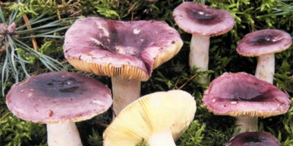 Specii de ciuperci comestibile descriere Russula și o fotografie arata ca speciile din genul (descriere) Specii de ciuperci comestibile descriere Russula și fotografii ca acestea arata un fel de specii