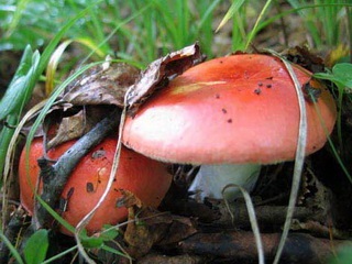 Specii de ciuperci comestibile descriere Russula și o fotografie arata ca speciile din genul (descriere) Specii de ciuperci comestibile descriere Russula și fotografii ca acestea arata un fel de specii