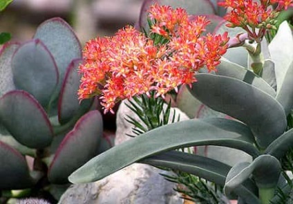 Tipuri de compoziții florale (formulări) Tipuri de compoziții florale