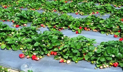 Cultivarea căpșuni ca o afacere (pe tot parcursul anului) Cultivarea căpșuni ca o afacere