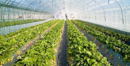 Cultivarea căpșunilor ca o afacere (căpșuni) Cultivarea căpșuni ca o afacere