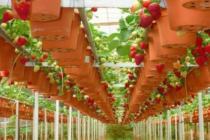 Cultivarea căpșuni ca o afacere (în creștere) Cultivarea căpșuni ca o afacere